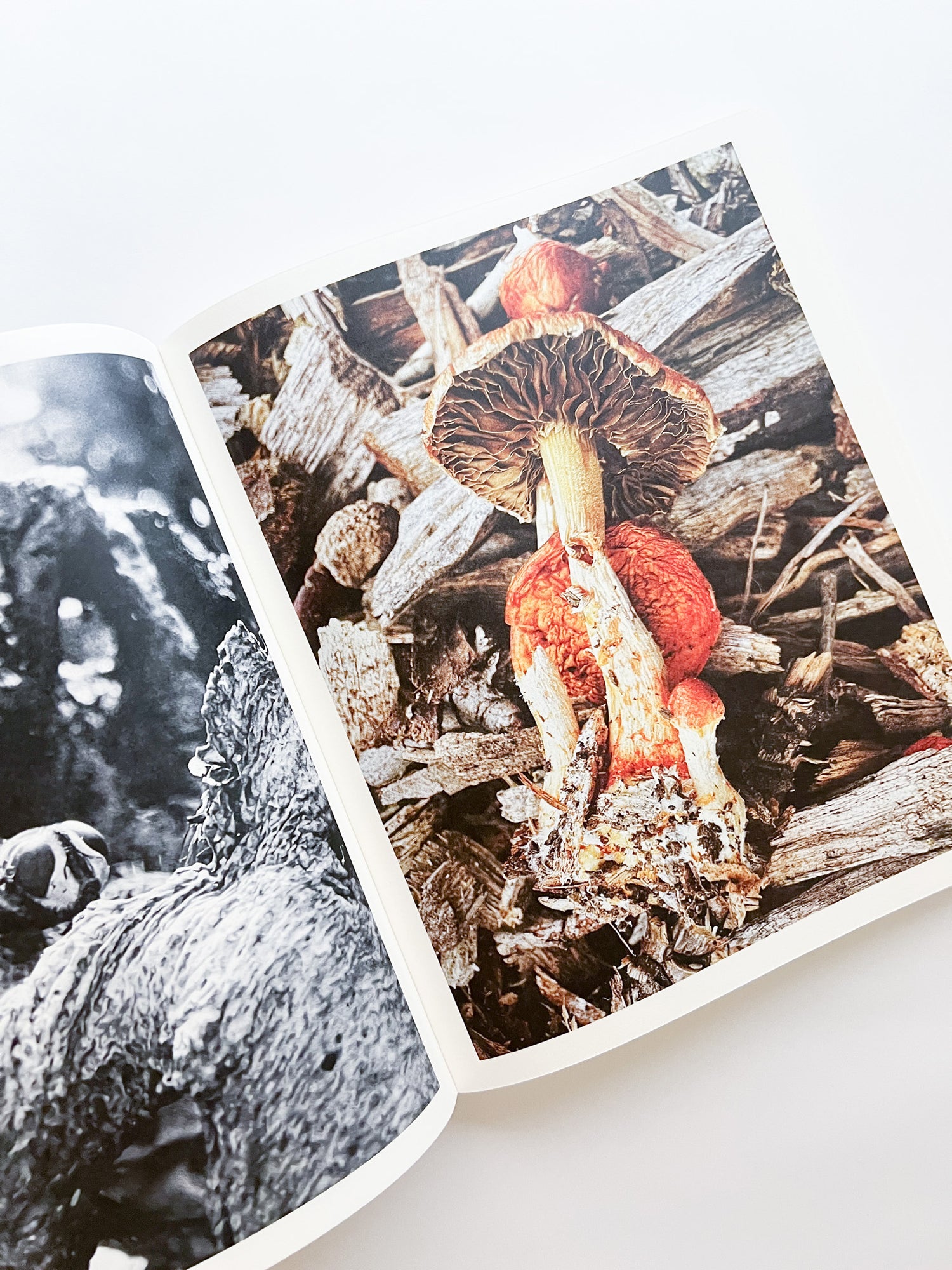 Fruiting Bodies / Ying Ang