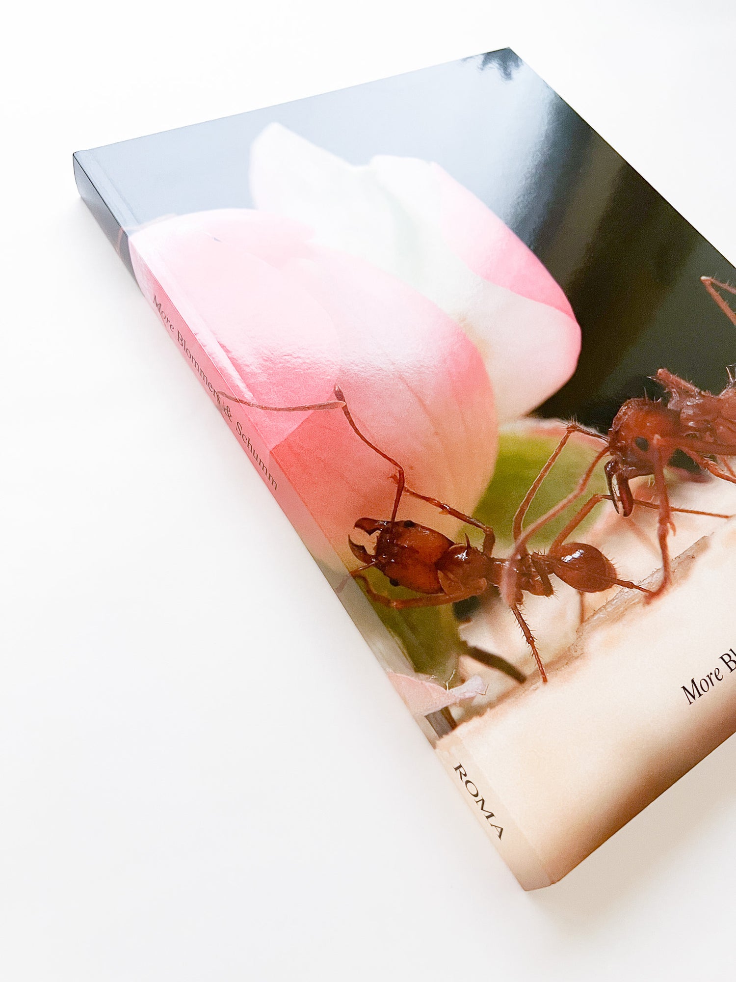 More / Blommers & Schumm