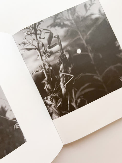 A MAGAZINE CURATED BY LUCIE AND LUKE MEIER