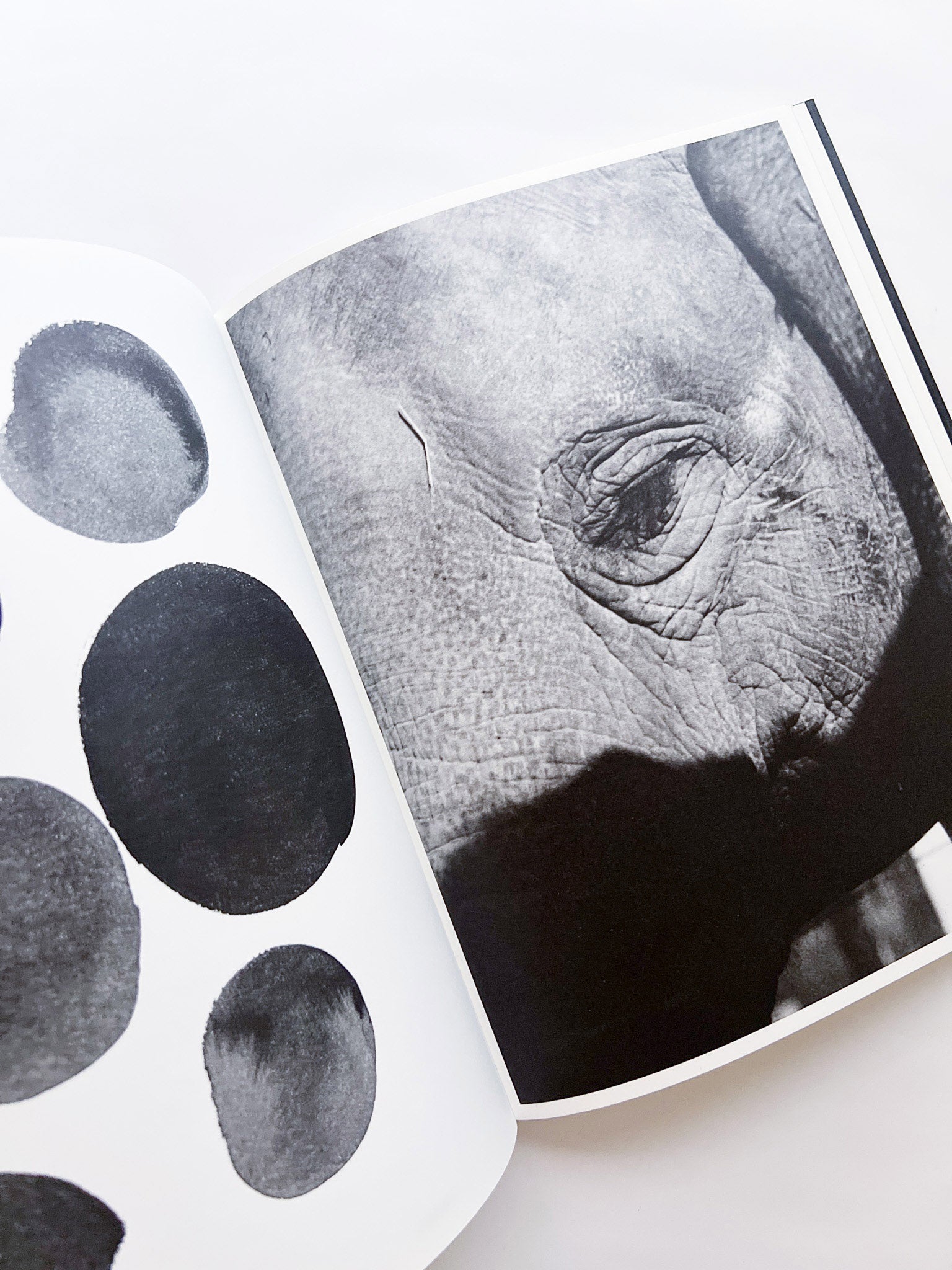 Entendue / Charlotte Dumas - 本屋青旗 Ao-Hata Bookstore