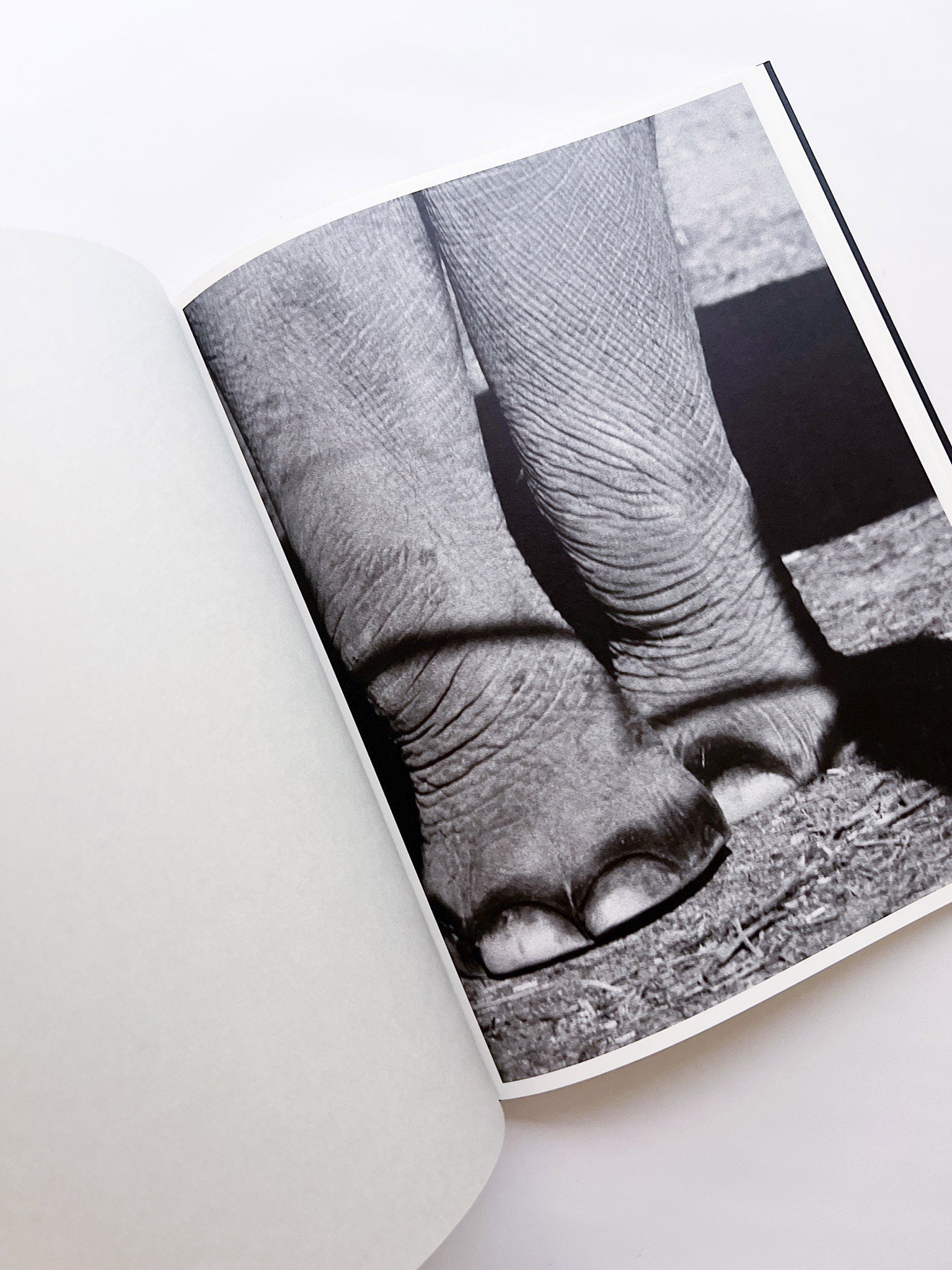 Entendue / Charlotte Dumas - 本屋青旗 Ao-Hata Bookstore