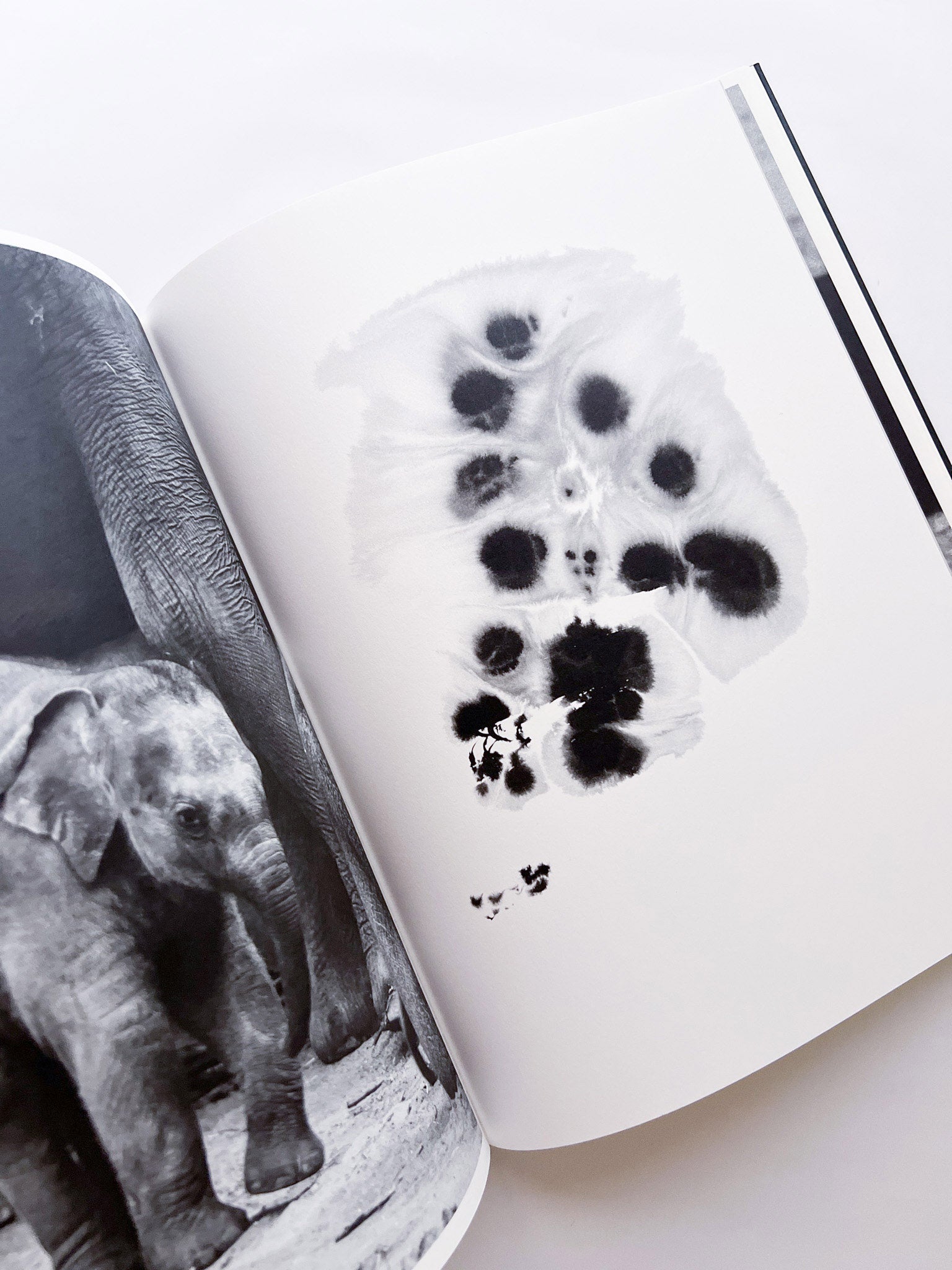 Entendue / Charlotte Dumas - 本屋青旗 Ao-Hata Bookstore