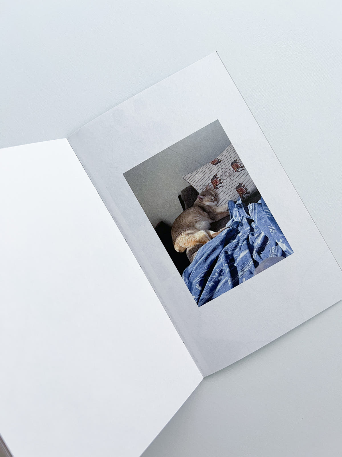 This Is Not My Cat / Takashi Homma [Signed]