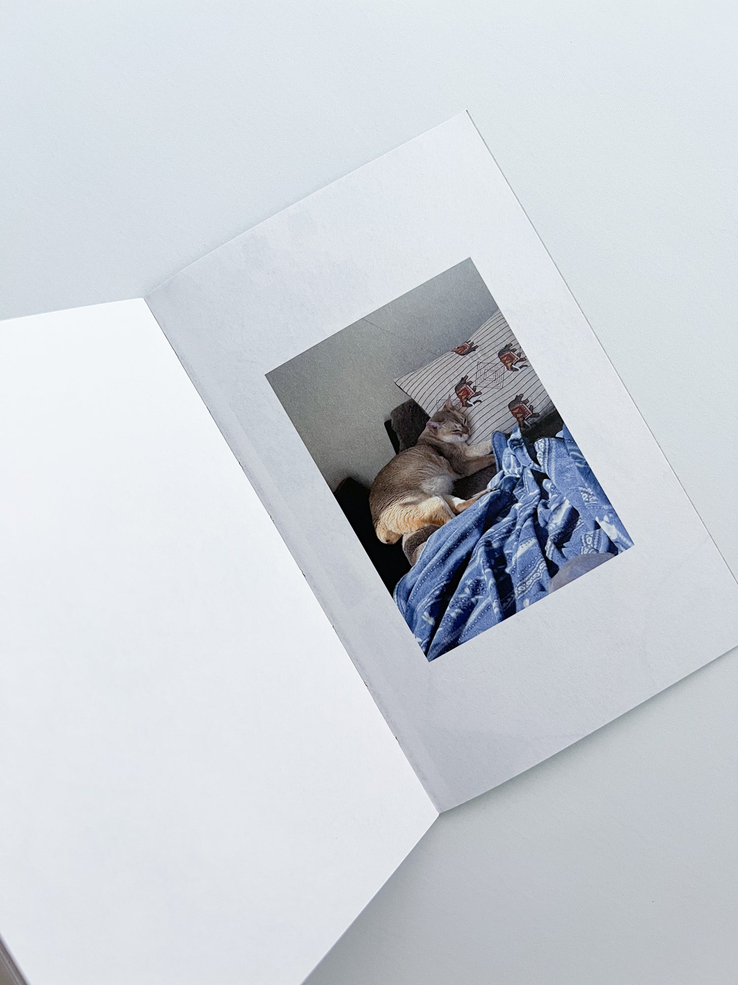 This Is Not My Cat / Takashi Homma [Signed]