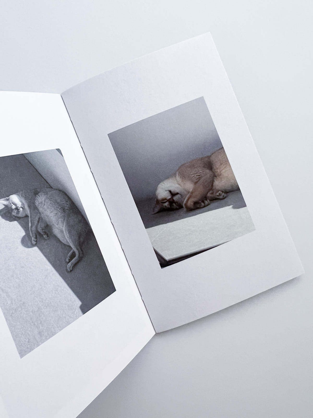 This Is Not My Cat / Takashi Homma [Signed]
