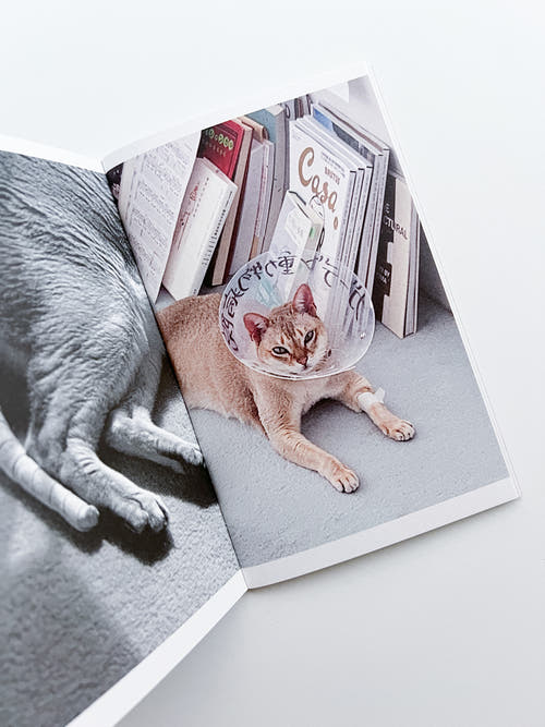 This Is Not My Cat / Takashi Homma [Signed]