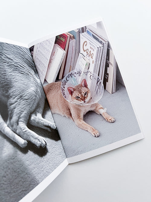 This Is Not My Cat / Takashi Homma [Signed]