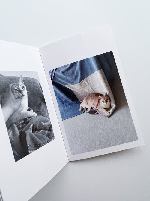 This Is Not My Cat / Takashi Homma [Signed]