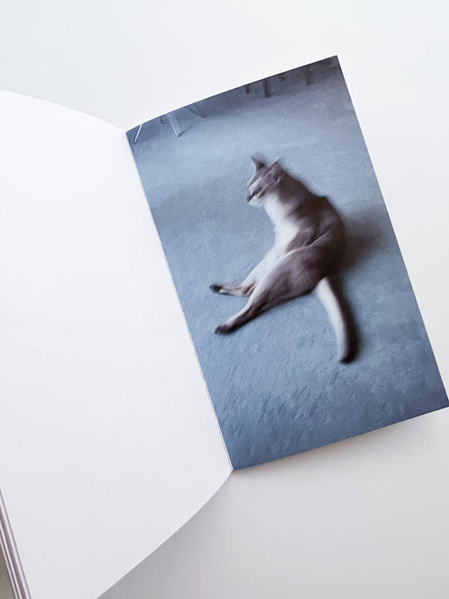 This Is Not My Cat / Takashi Homma [Signed]