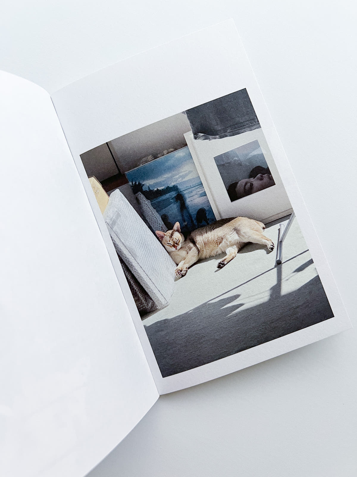 This Is Not My Cat / Takashi Homma [Signed]