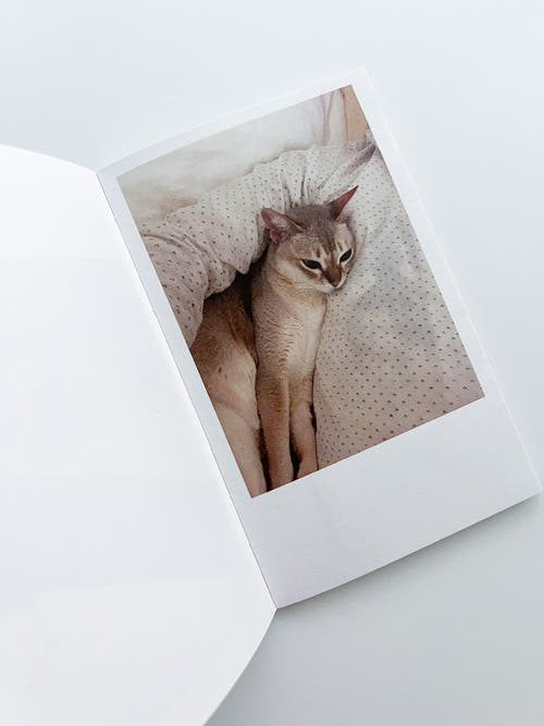 This Is Not My Cat / Takashi Homma [Signed]