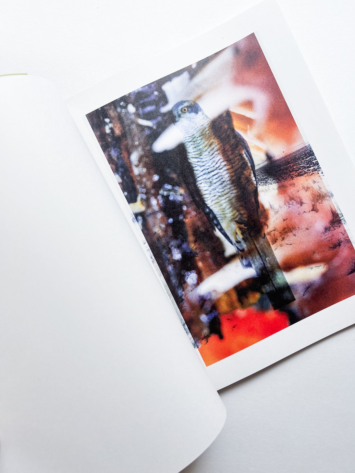 Magnificent Failure / Stephen Gill