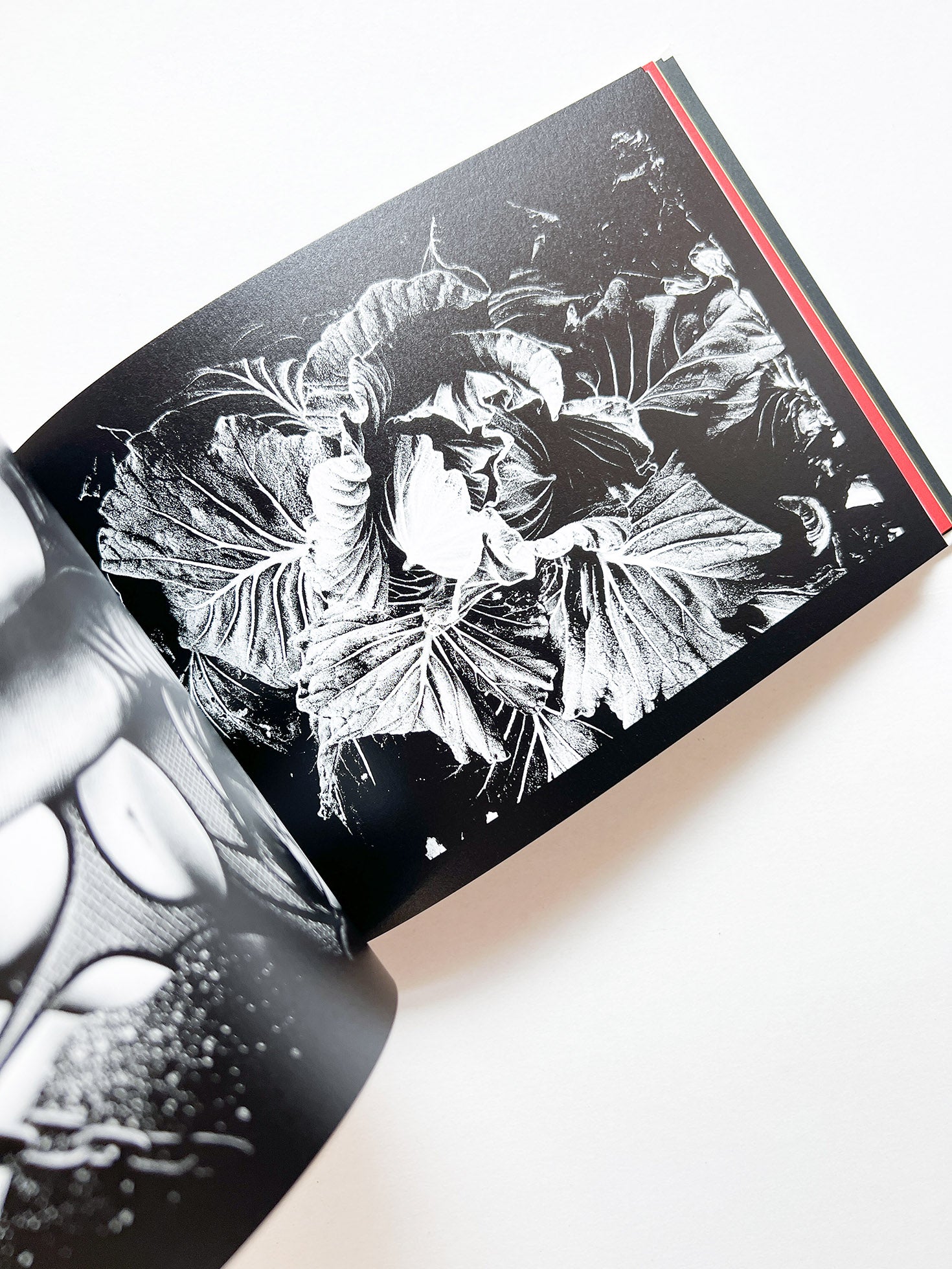 DAIDO SLIDE / Daido Moriyama