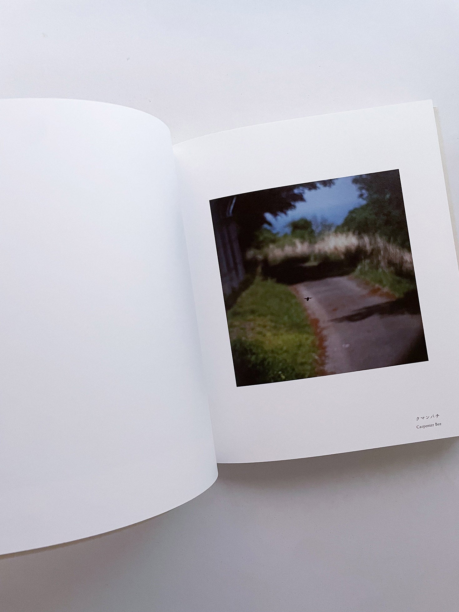 Small Miracles / Noguchi Rika