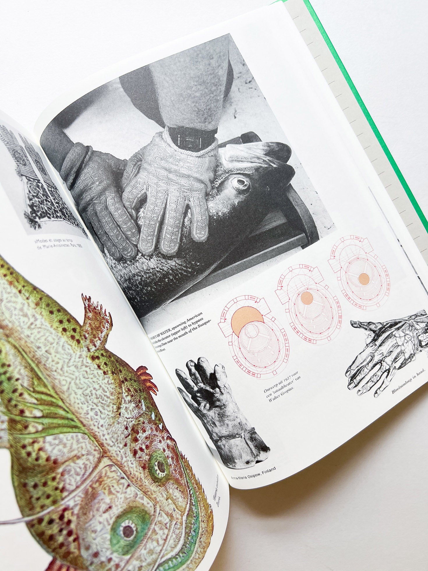 Parallel Encyclopedia 2 Revised Edition (reprint) / Batia Suter