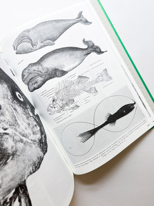 Parallel Encyclopedia 2 Revised Edition (reprint) / Batia Suter