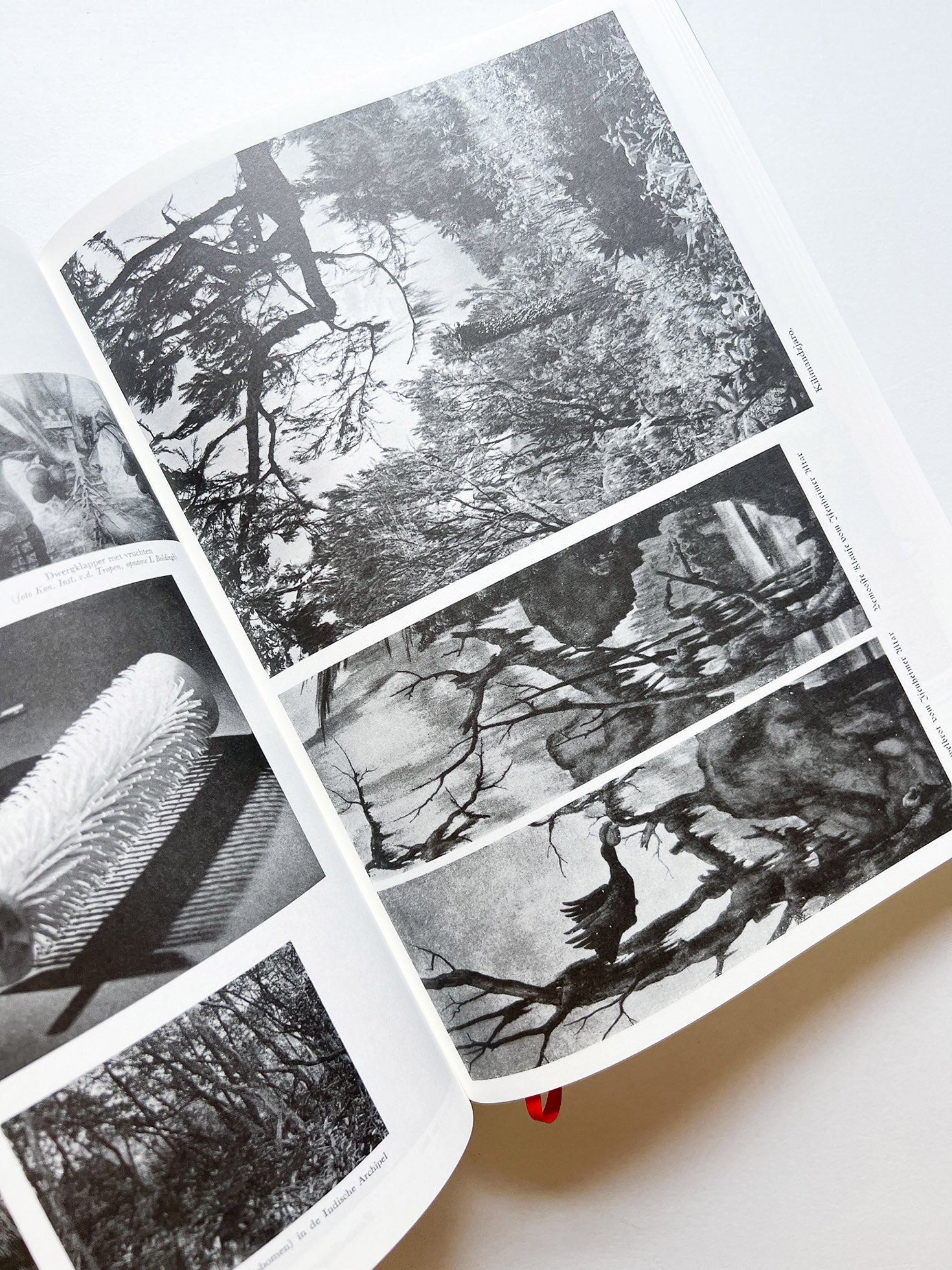 Parallel Encyclopedia 2 Revised Edition (reprint) / Batia Suter