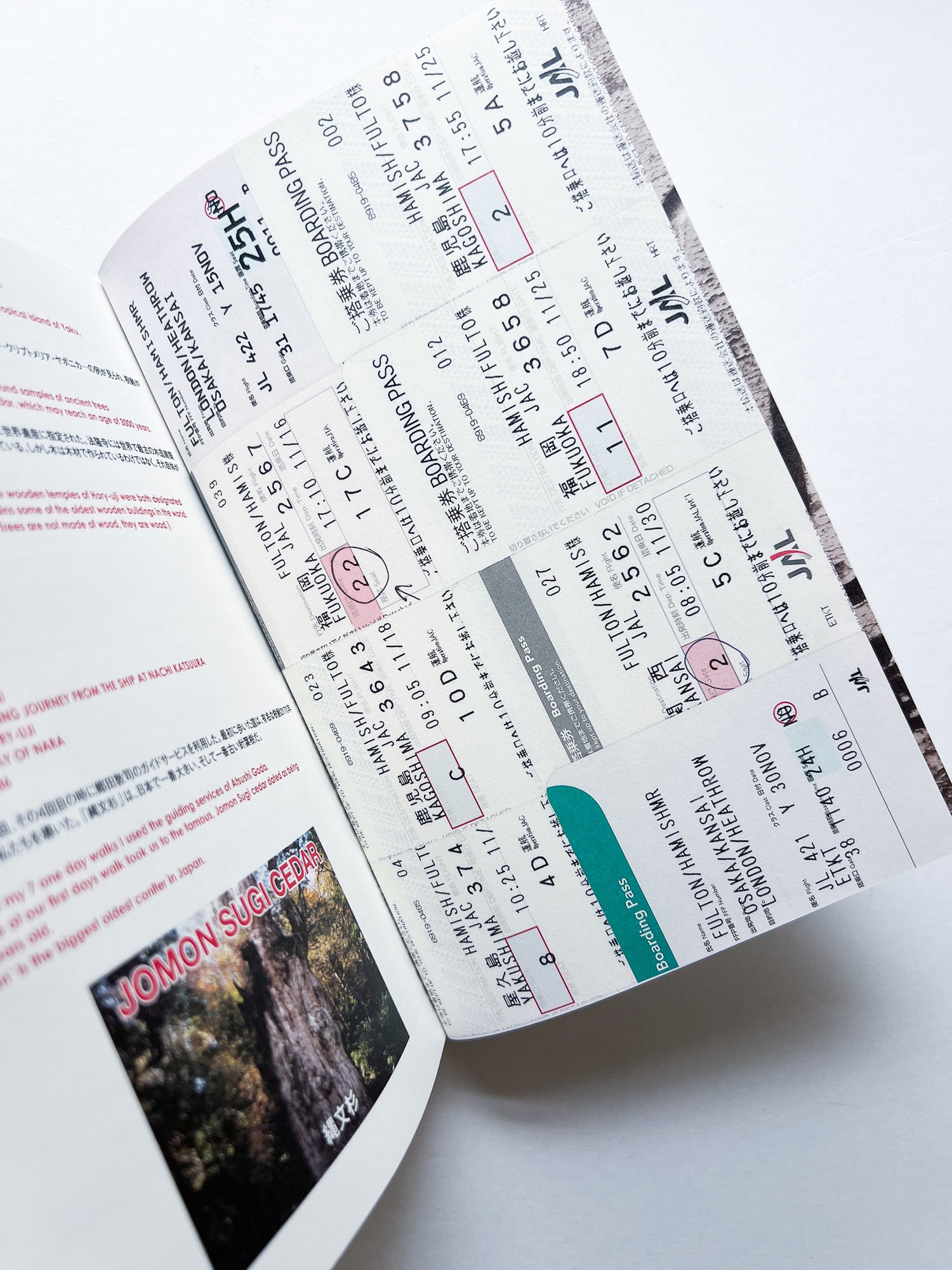 OLD TREE / Hamish Fulton