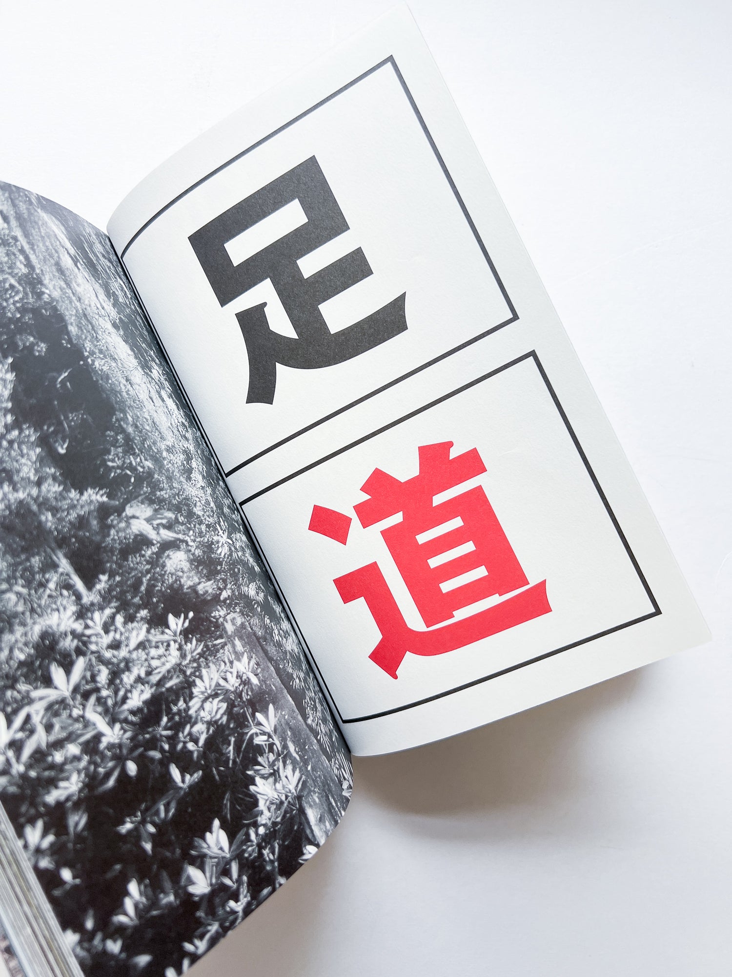 OLD TREE / Hamish Fulton