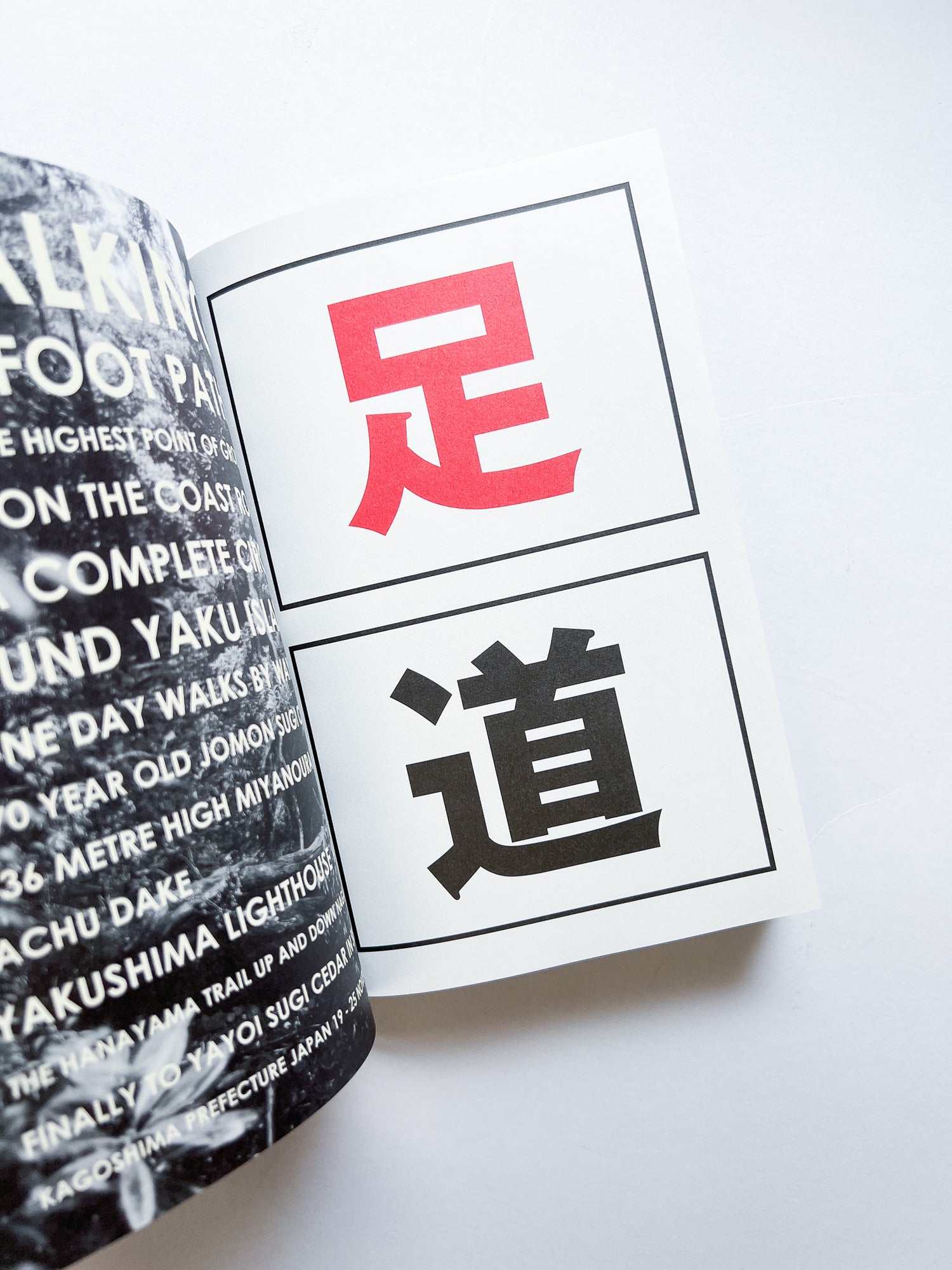 OLD TREE / Hamish Fulton