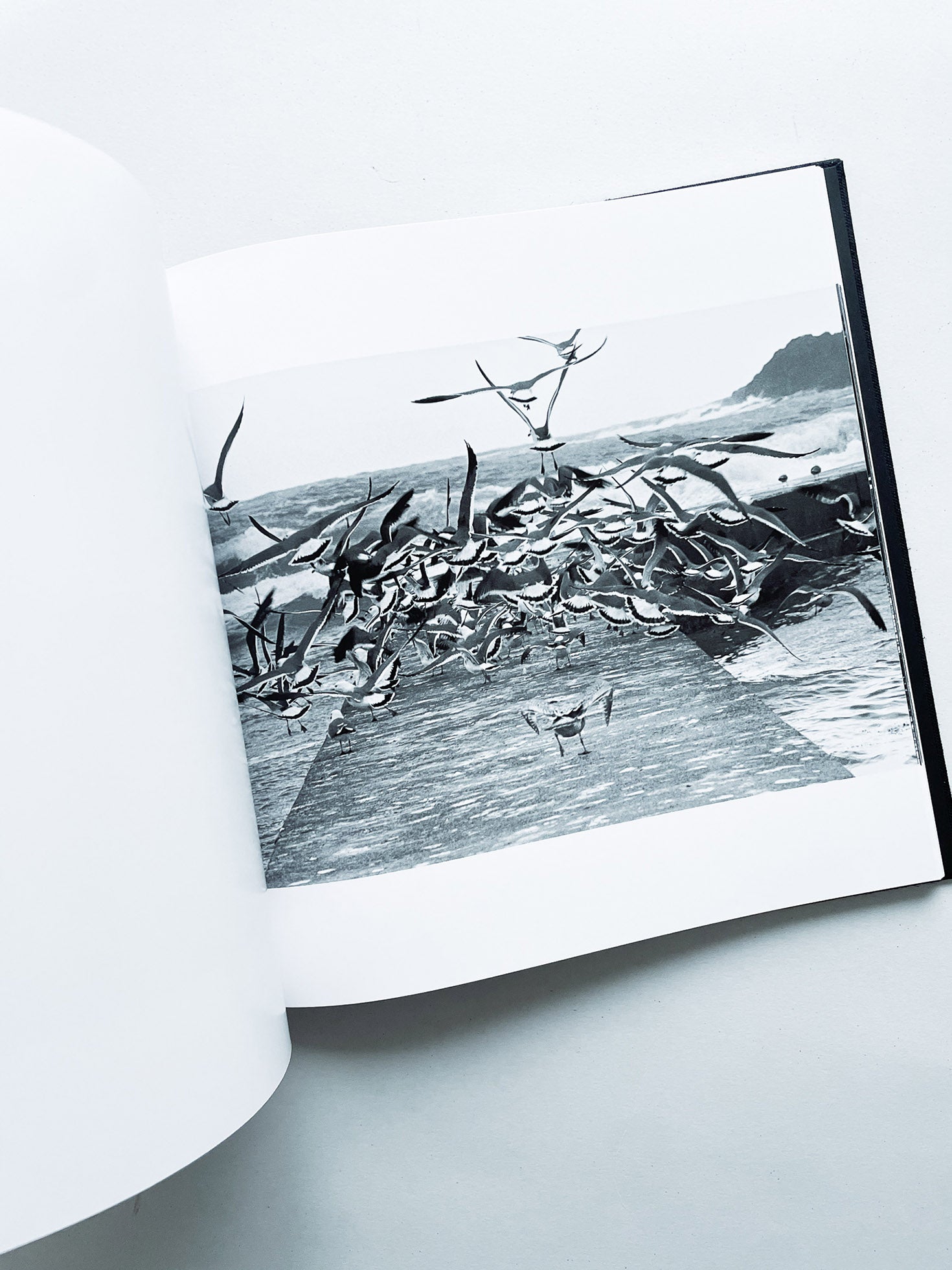 鴉 RAVENS / Masahisa Fukase