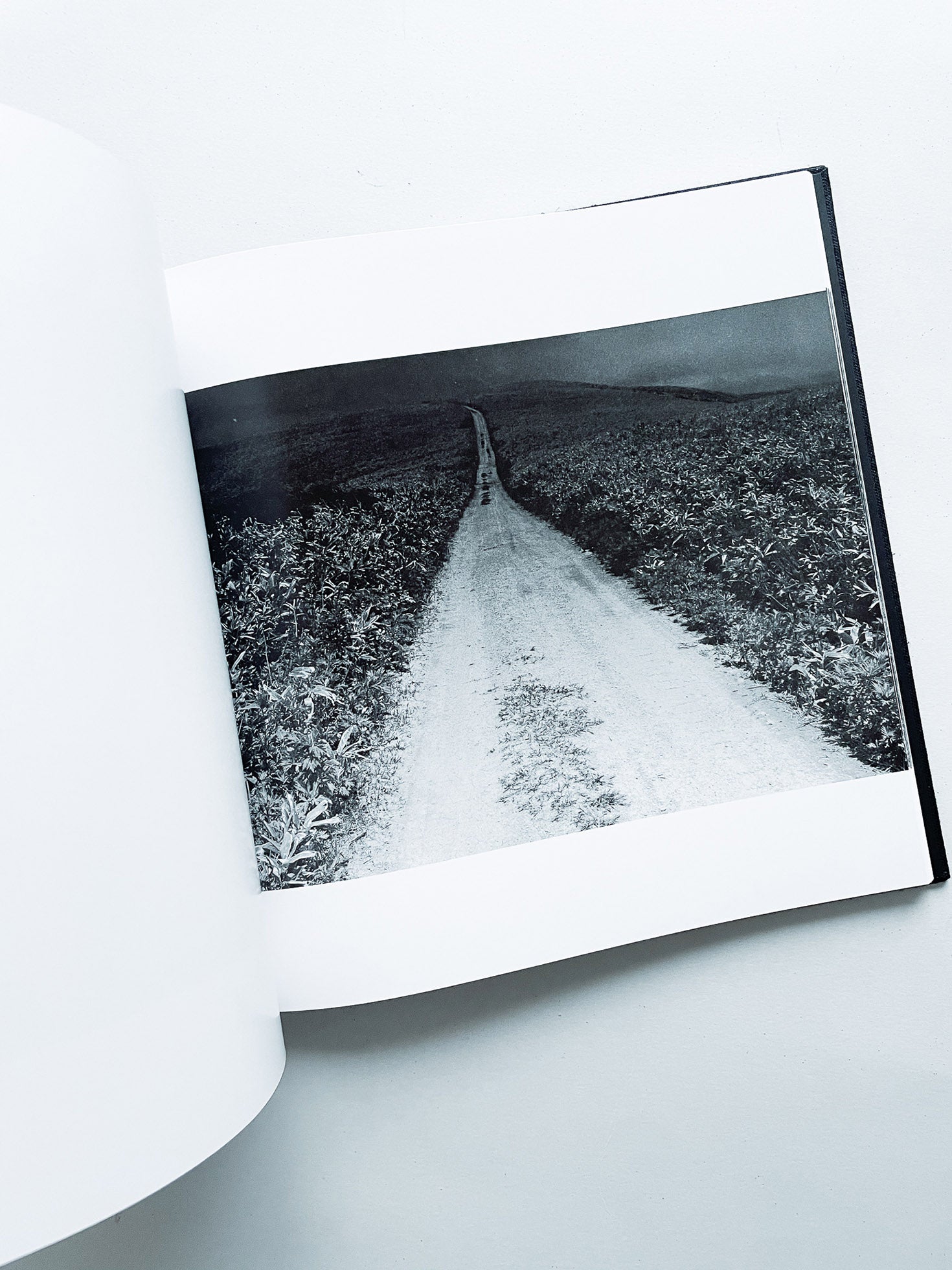 鴉 RAVENS / Masahisa Fukase