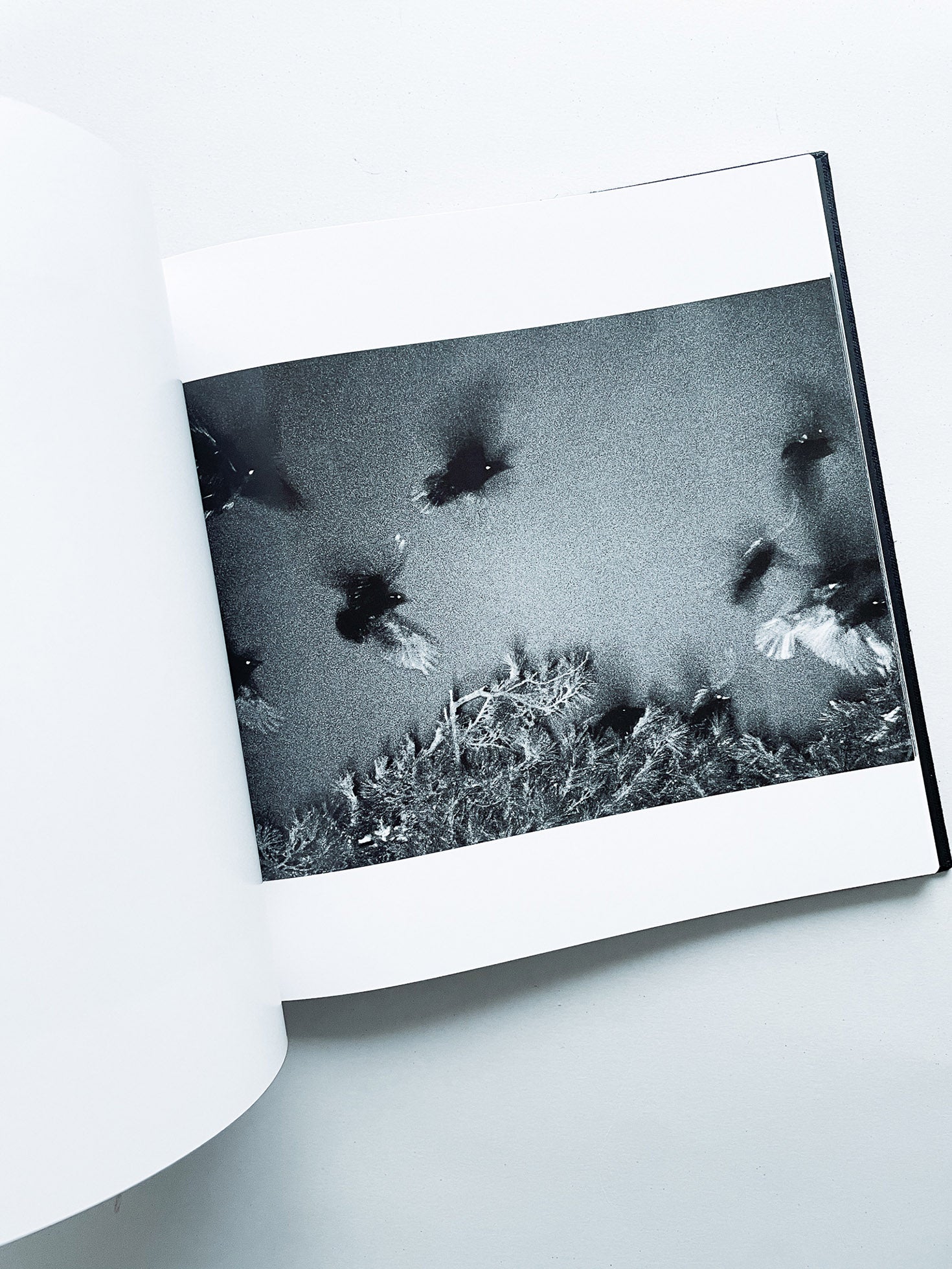 鴉 RAVENS / Masahisa Fukase