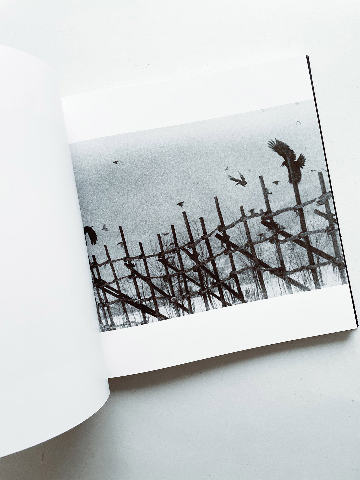 鴉 RAVENS / Masahisa Fukase