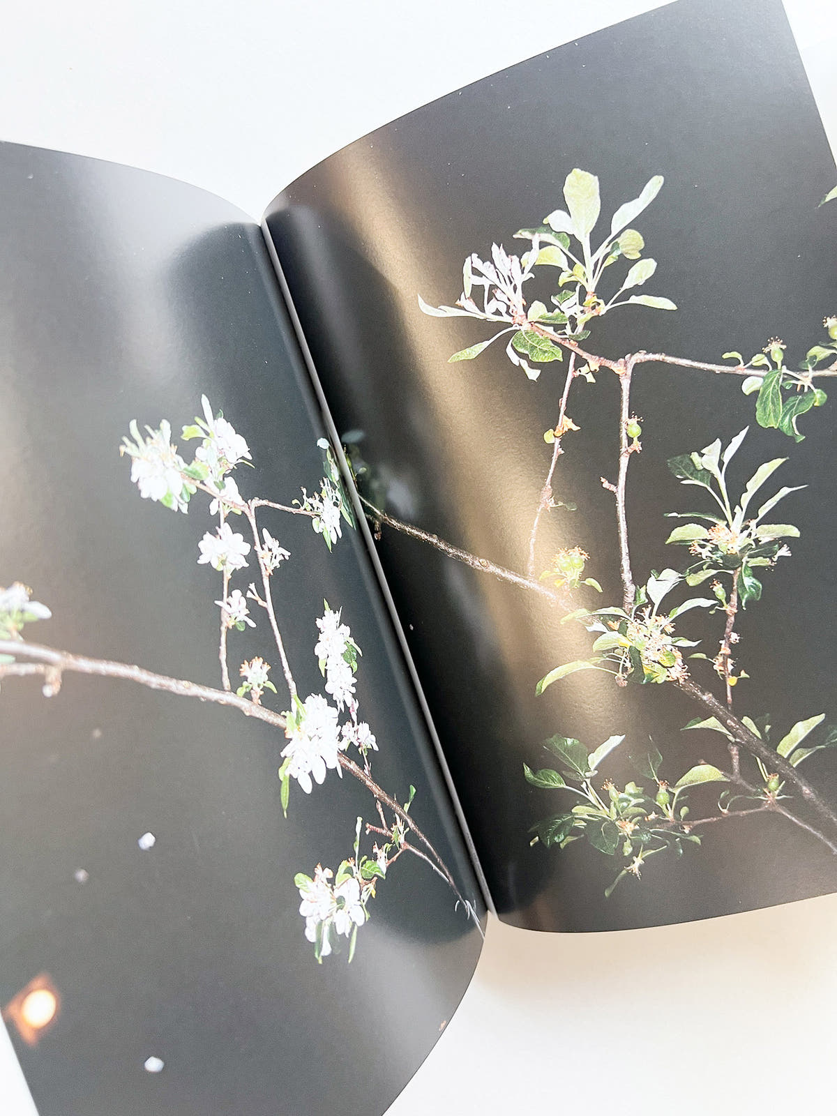 four books. 45th Ed. / Wolfgang Tillmans