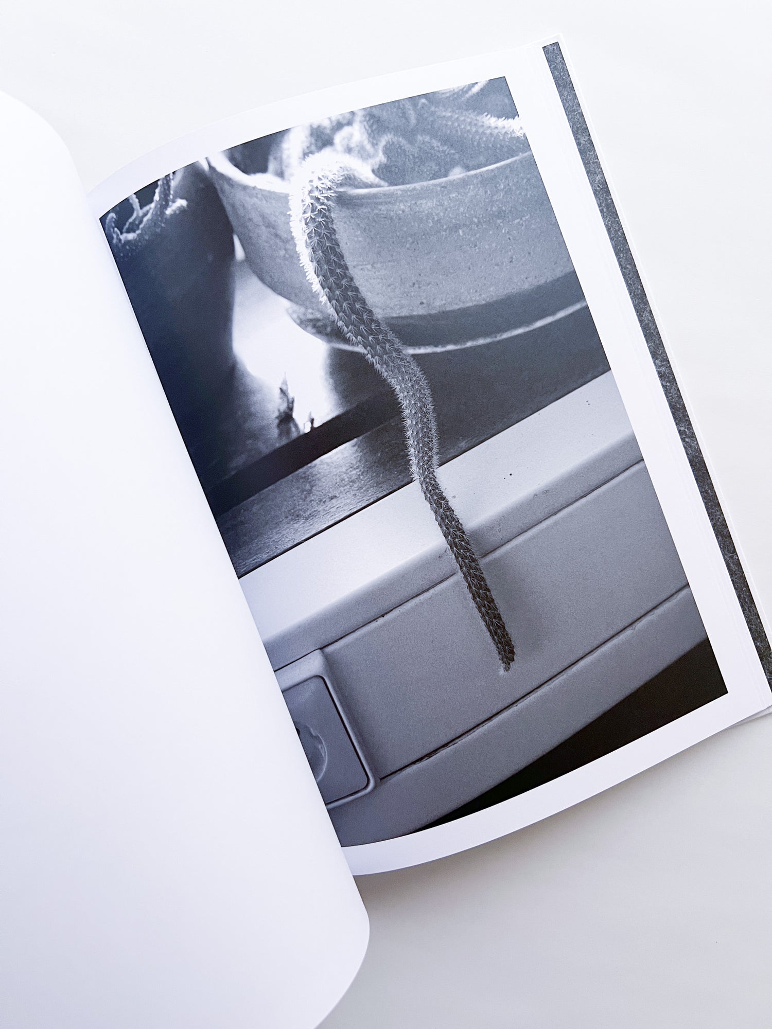 Büropflanze / Saskia Groneberg