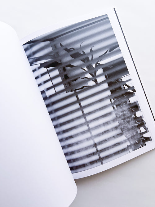 Büropflanze / Saskia Groneberg