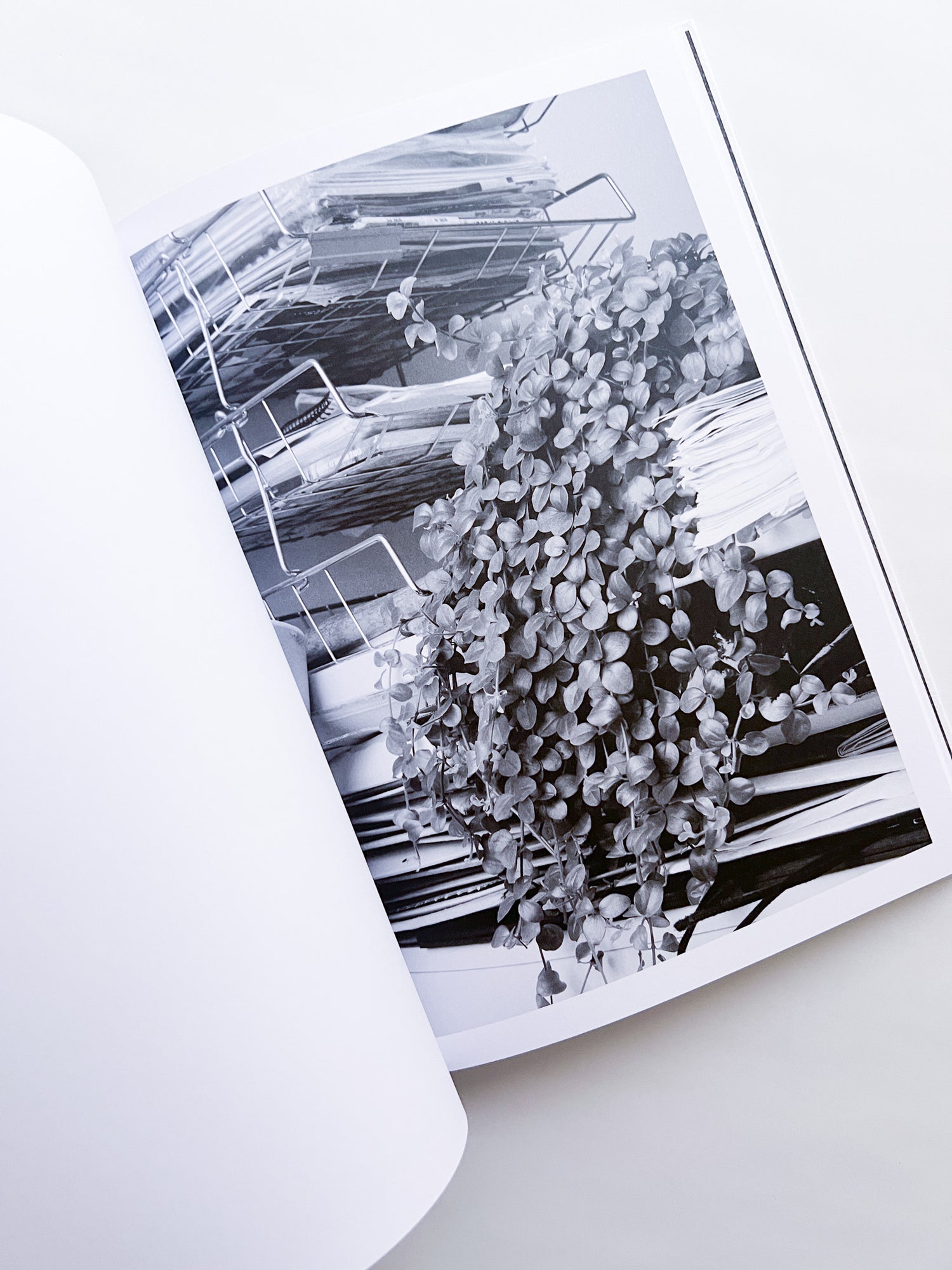 Büropflanze / Saskia Groneberg