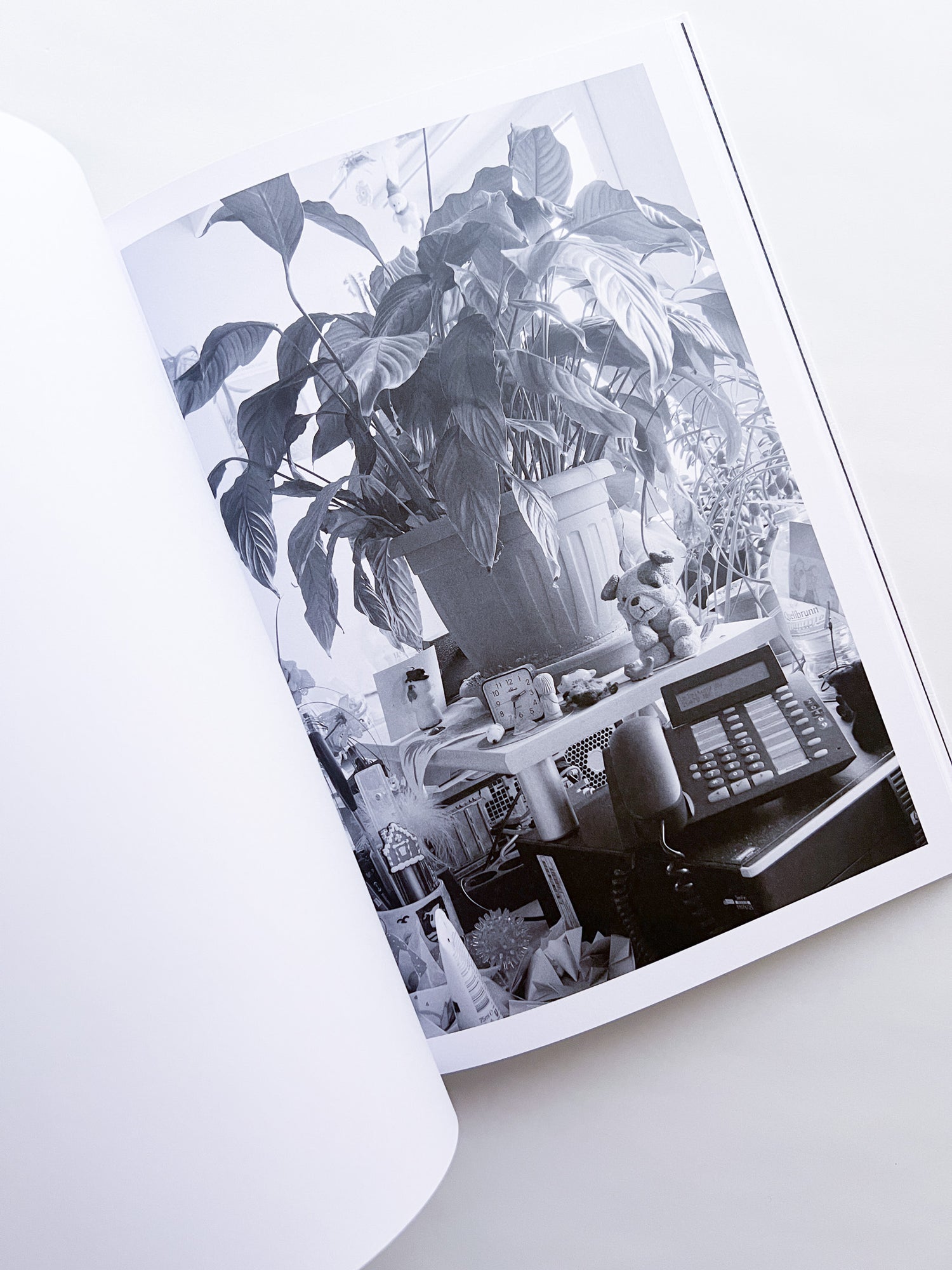 Büropflanze / Saskia Groneberg