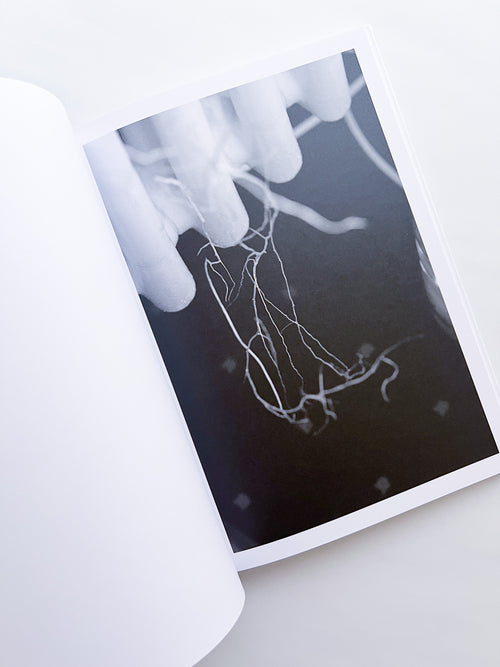 Büropflanze / Saskia Groneberg