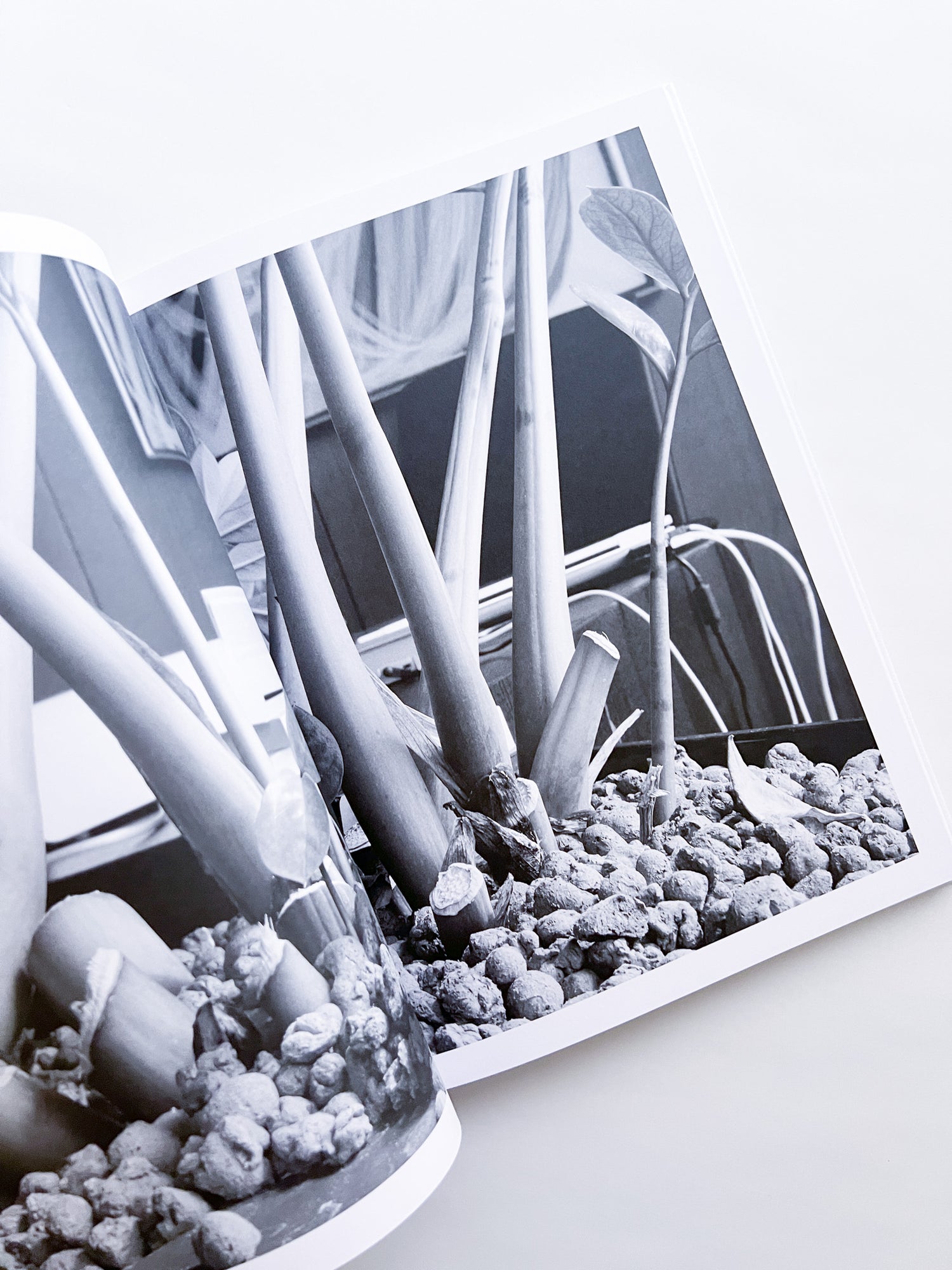 Büropflanze / Saskia Groneberg