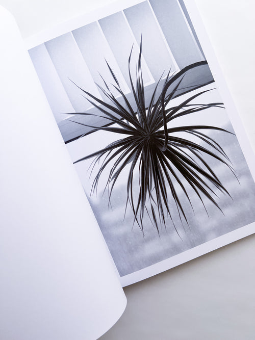 Büropflanze / Saskia Groneberg