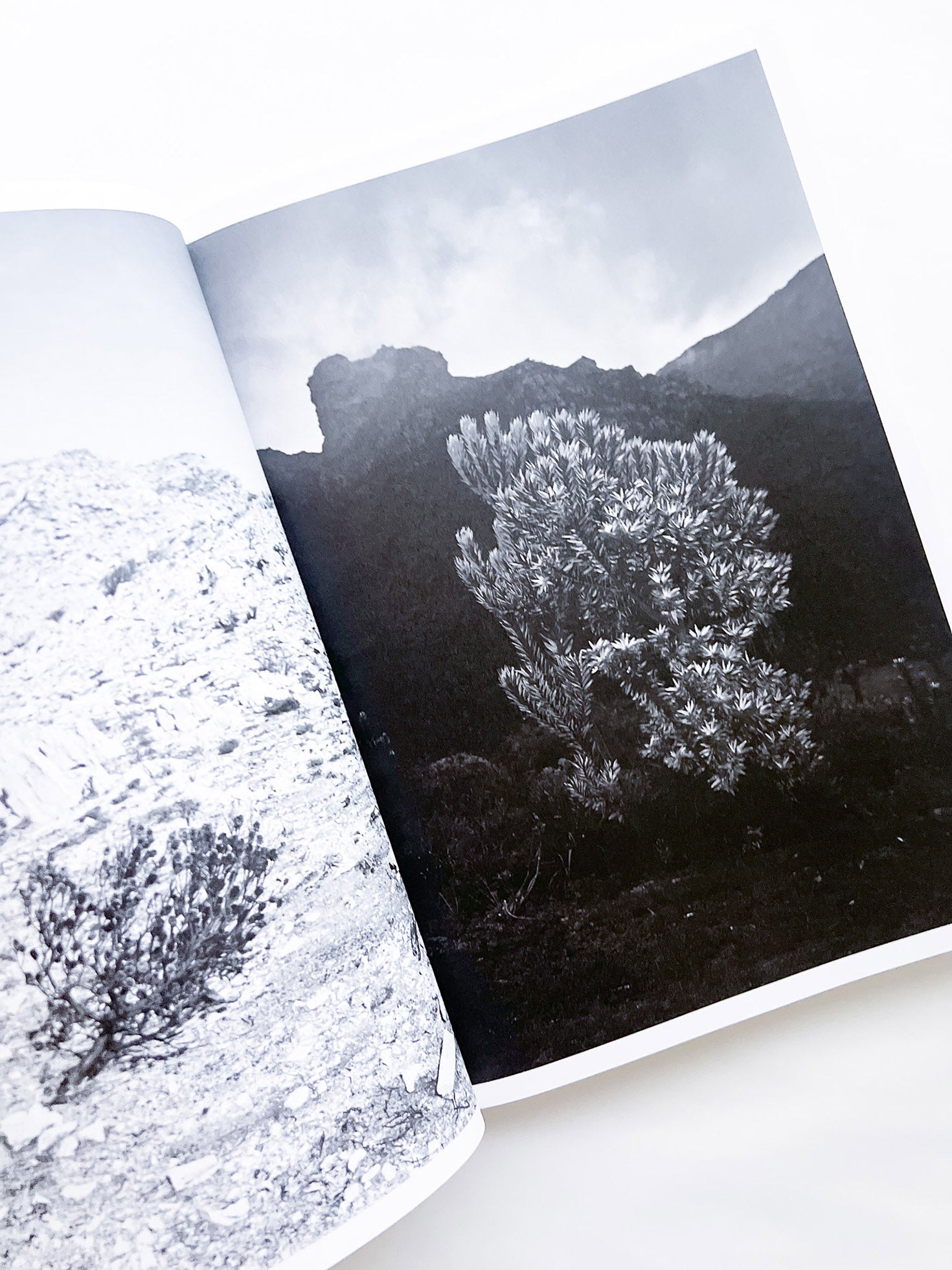 Protean Routes / Jabulani Dhlamini, Jansen van Staden