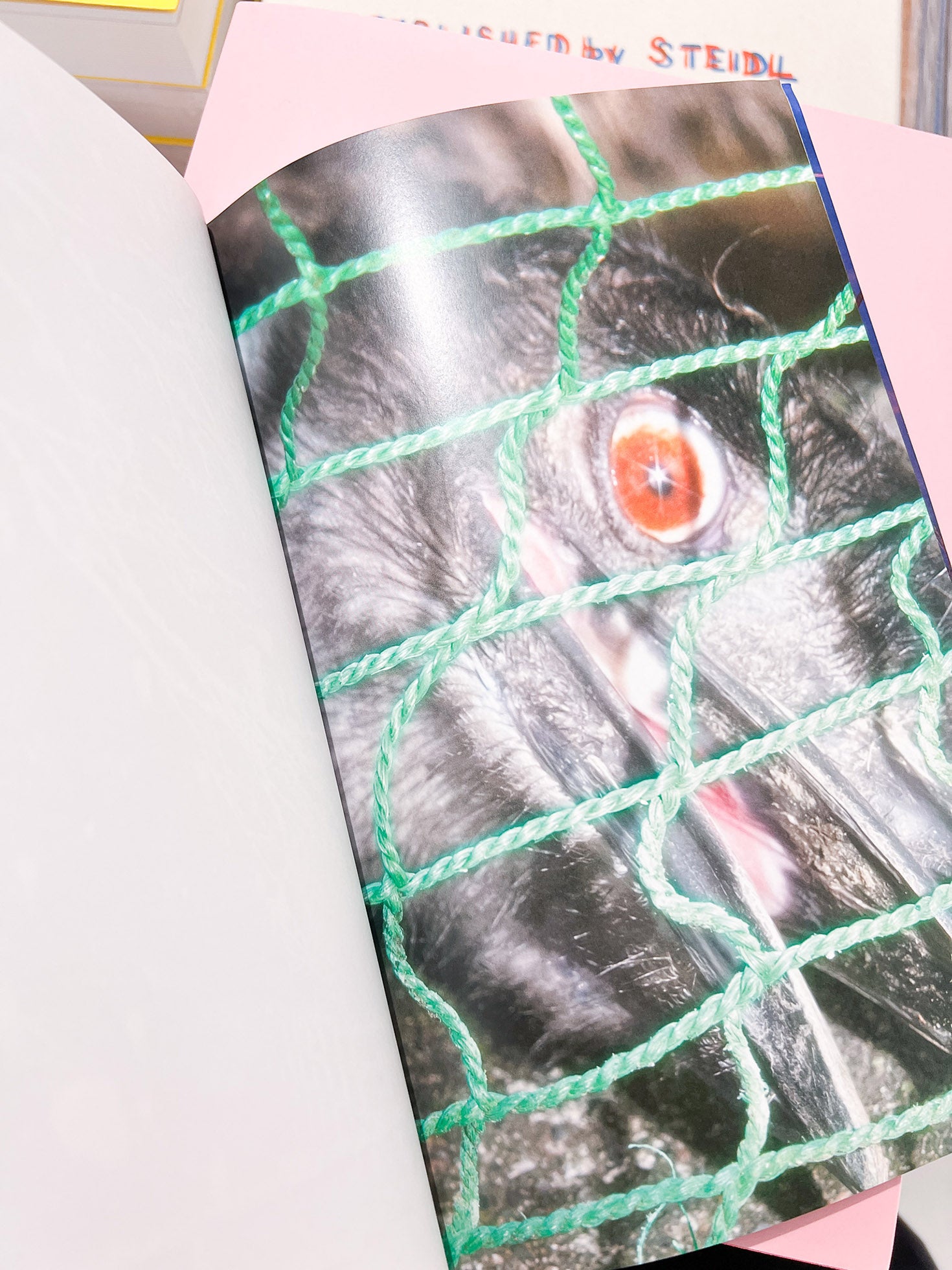 YOUNG GREEN LETTER / Taisuke Nakano, Yosuke Kobashi