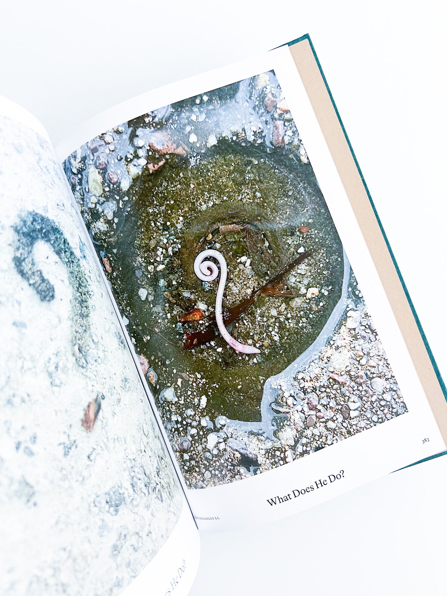 Bestiary / Anne Geene, Arjan de Nooy