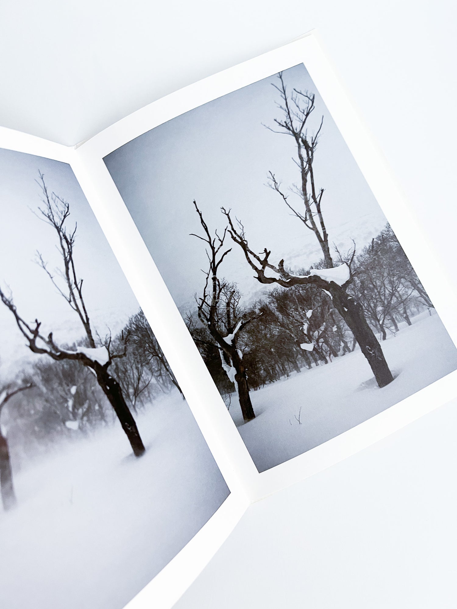 BROAD LEAF SNOW TREE / Yoichi Watanabe [PP Edition, SIGNED]