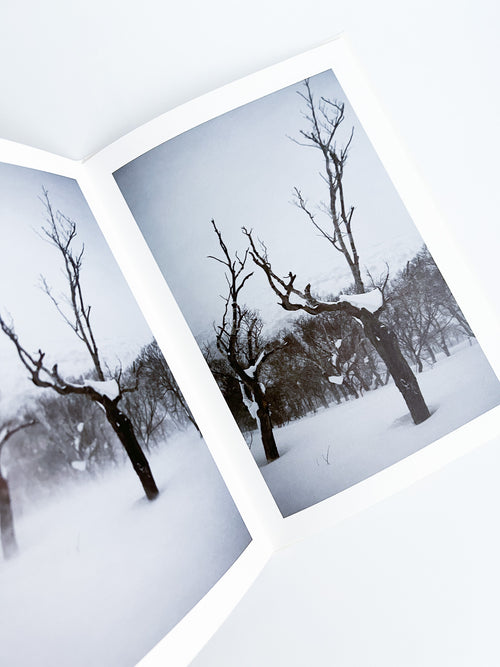 BROAD LEAF SNOW TREE / Yoichi Watanabe [PP Edition, SIGNED]