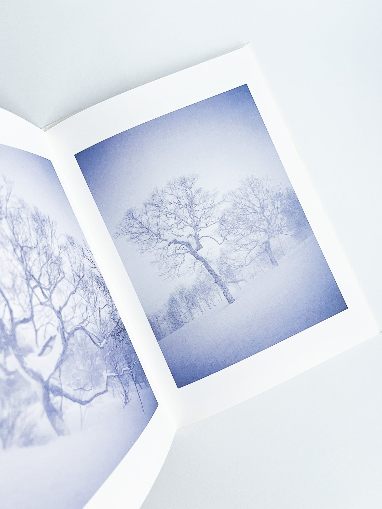 BROAD LEAF SNOW TREE / Yoichi Watanabe [PP Edition, SIGNED]