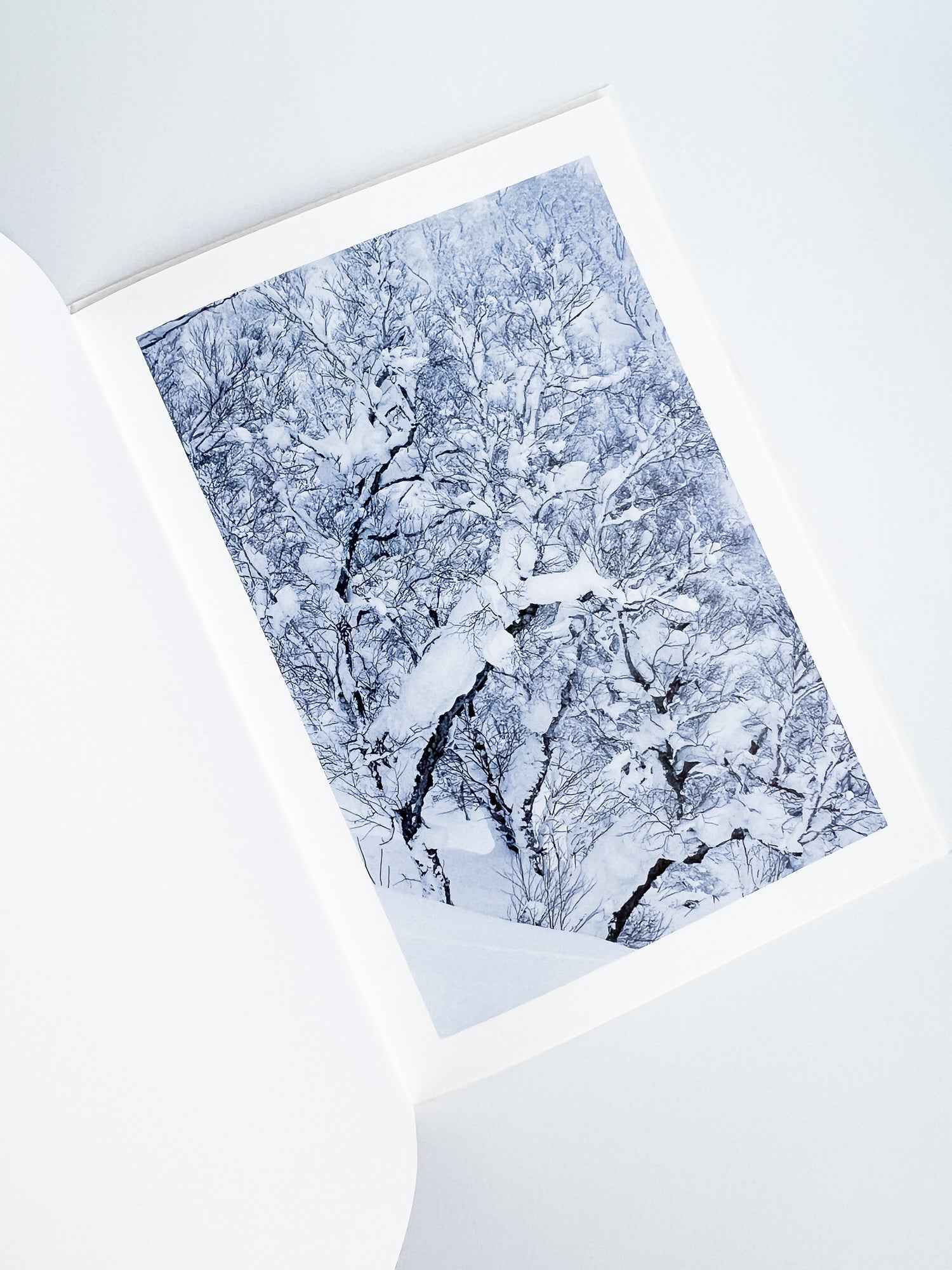 BROAD LEAF SNOW TREE / Yoichi Watanabe [PP Edition, SIGNED]