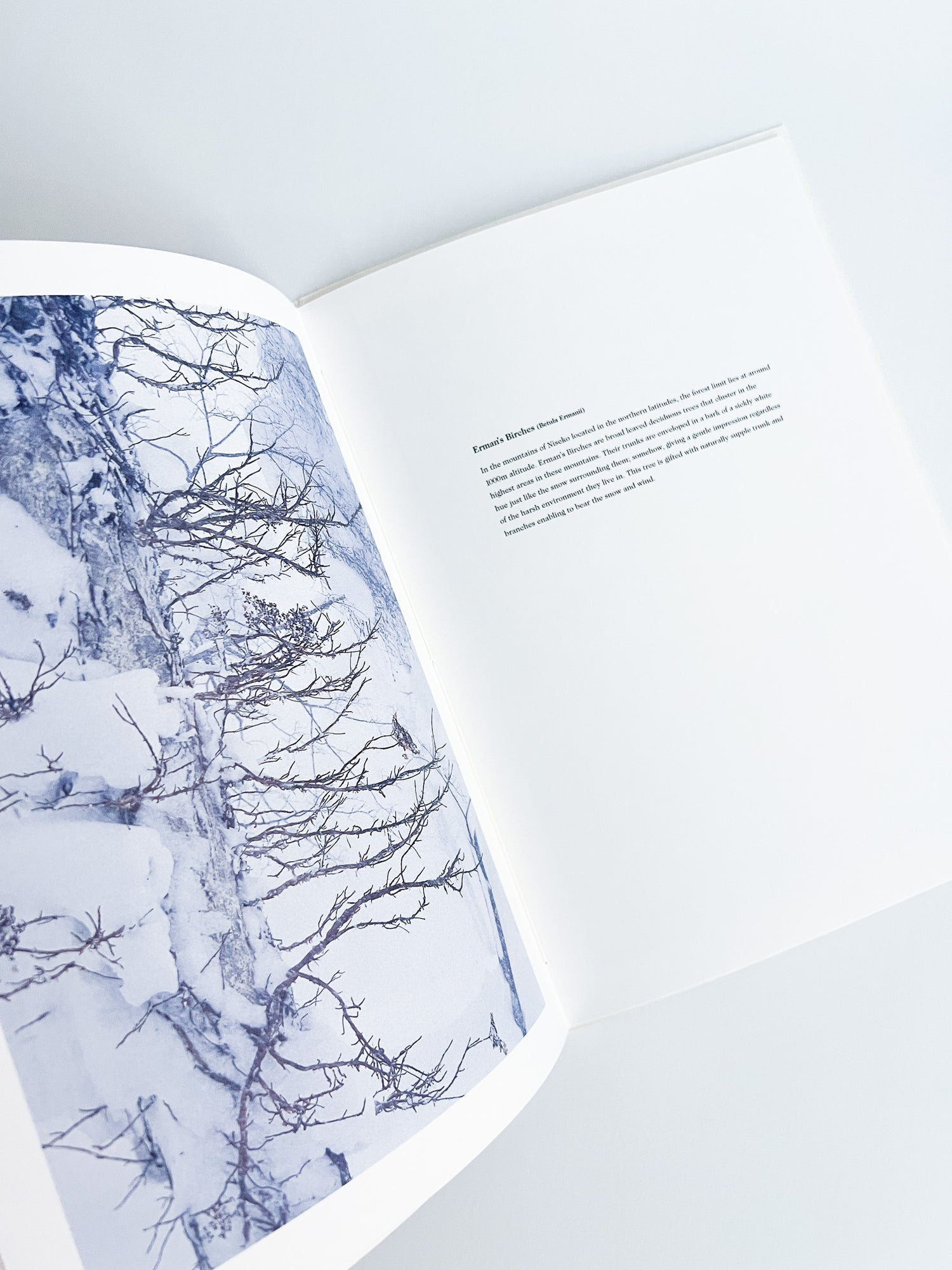 BROAD LEAF SNOW TREE / Yoichi Watanabe [PP Edition, SIGNED]