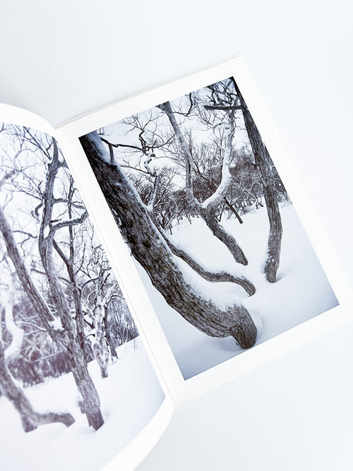 BROAD LEAF SNOW TREE / Yoichi Watanabe [PP Edition, SIGNED]