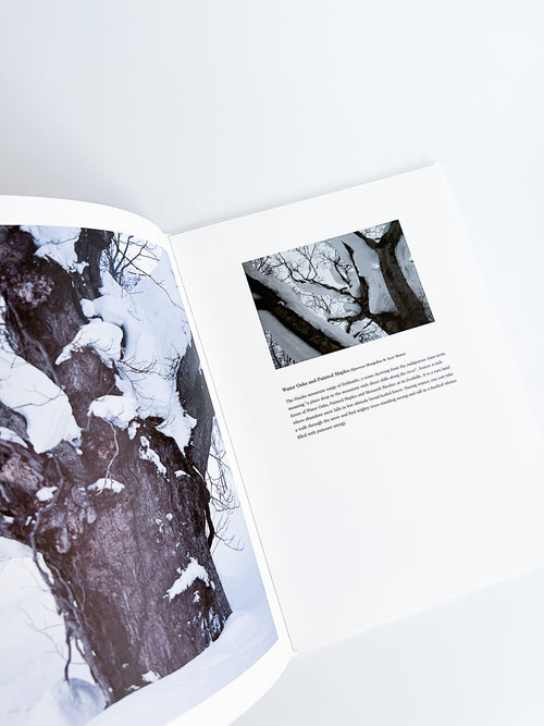 BROAD LEAF SNOW TREE / Yoichi Watanabe [PP Edition, SIGNED]