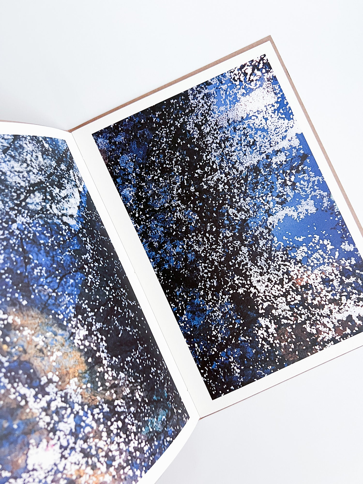 PLANT A TREE / Mika Ninagawa [PP Edition, SIGNED]