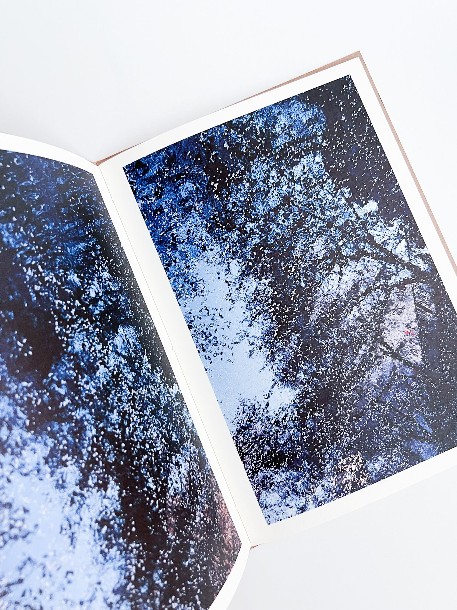 PLANT A TREE / Mika Ninagawa [PP Edition, SIGNED]