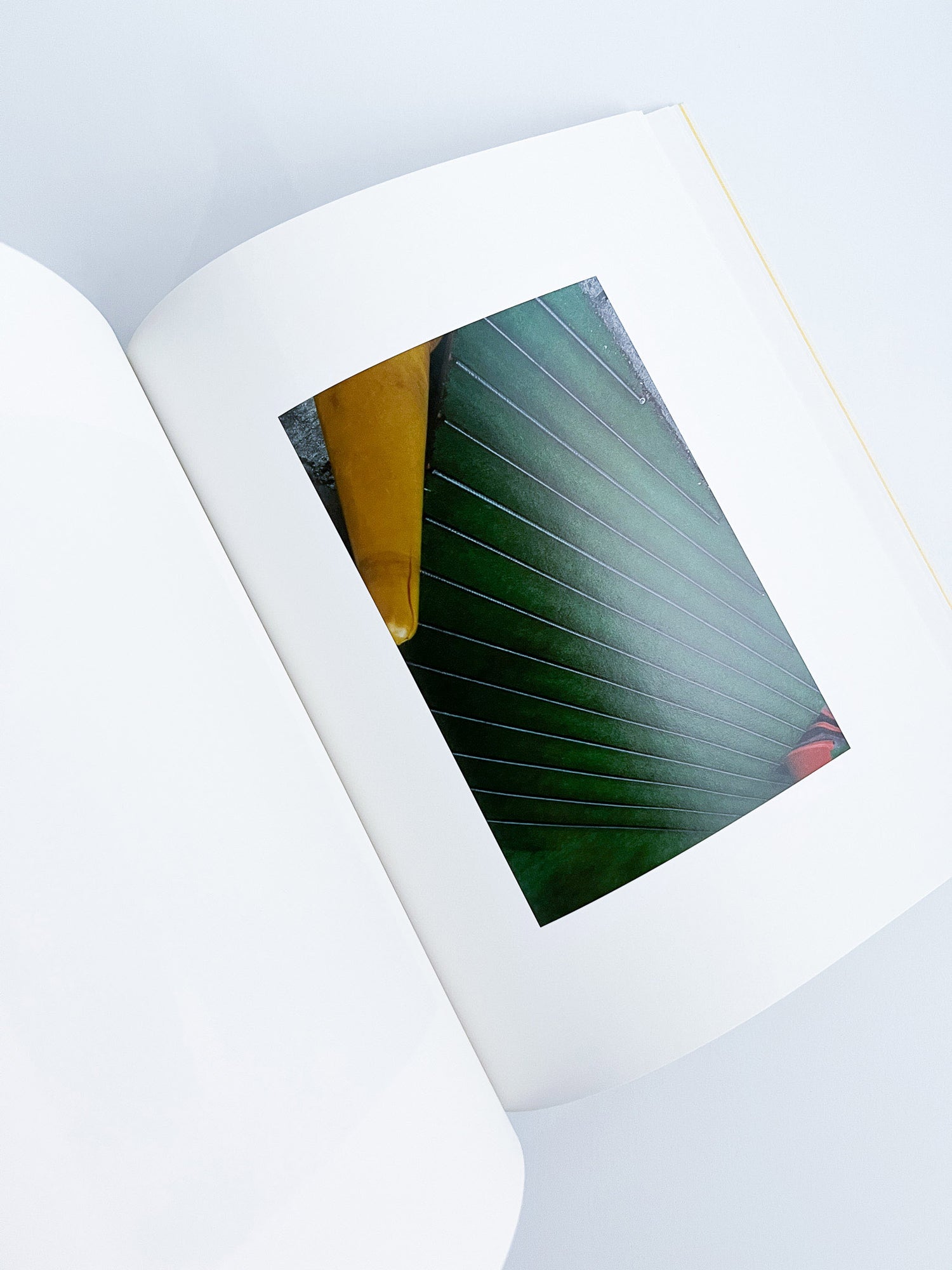 Ziraiya / Kyoji Takahashi + Yu Ukai [PP Edition]