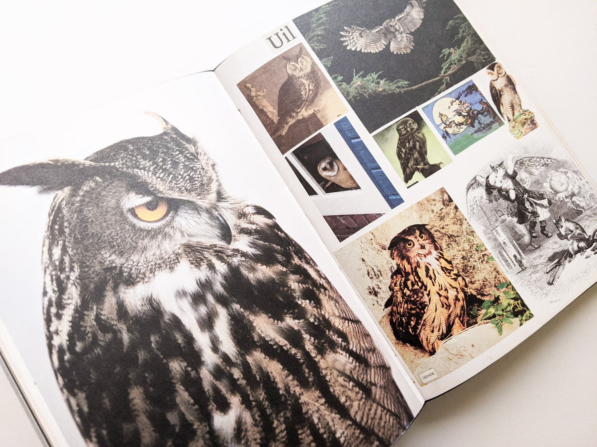 Animal Books For Jaap Zeno Anna Julian Luca (New edition) / Lous Martens